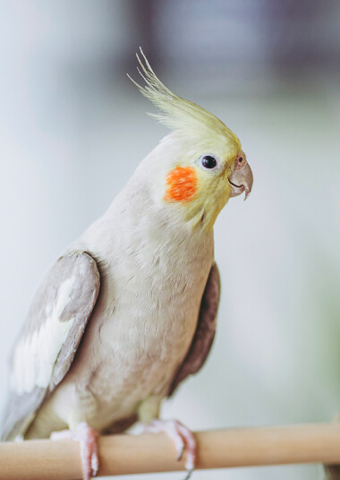 ペットと暮らす住まい